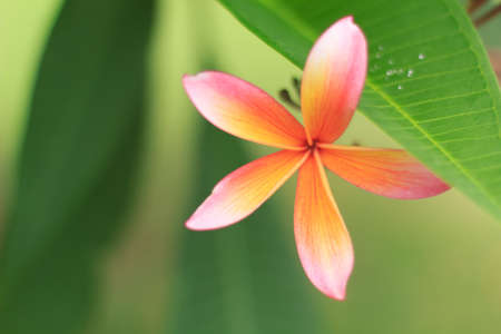 Frangipaniの写真素材