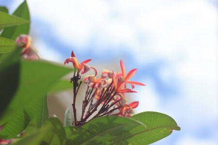 Frangipaniの写真素材