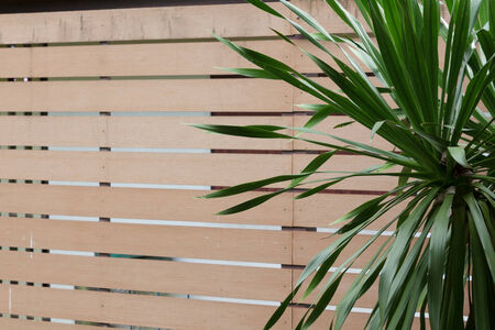 Tree with wallの写真素材