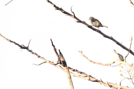 Birds perch on tree branchesの写真素材