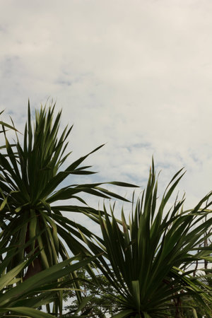 Dracaena loureiri Gagnep with blue skyの写真素材