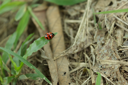 Beetle on grass