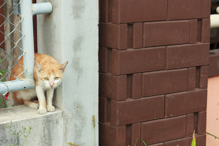 Cat stuck in a wall nichesの写真素材
