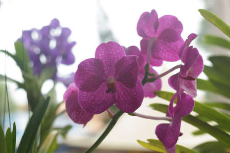 Pink orchid