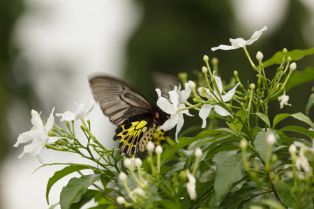 Butterfly on Flowerの写真素材