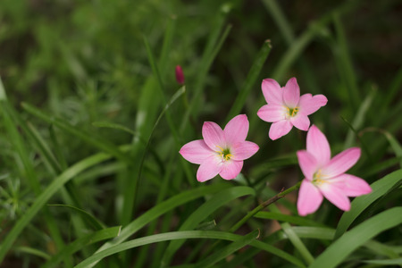 Zephyranthes flower close upの写真素材