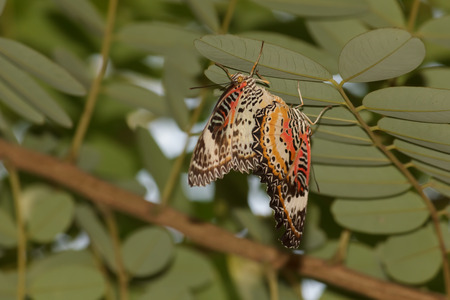 Butterflies matingの写真素材
