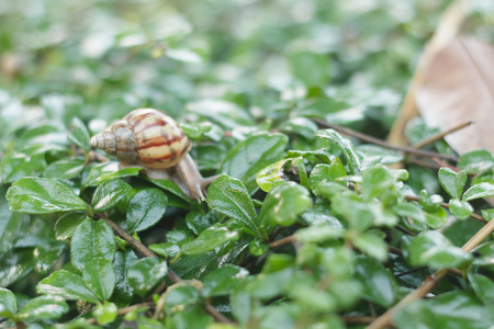 Snail on the treeの写真素材
