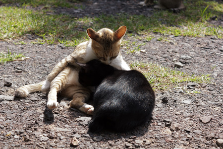 Two cats lying on the ground.