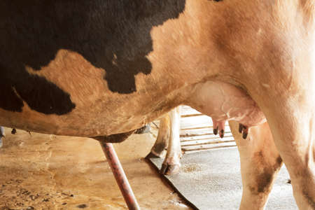 dairy cattleの写真素材