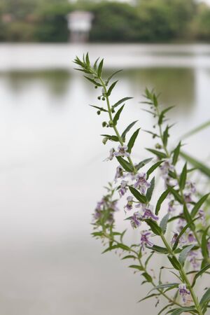 Purple flowersの写真素材