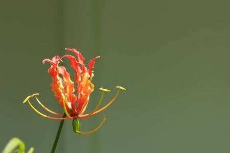 Orange Flowerの写真素材