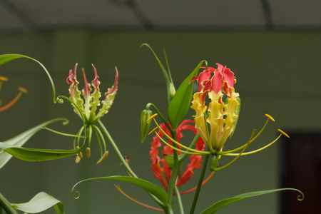 Orange Flowerの写真素材