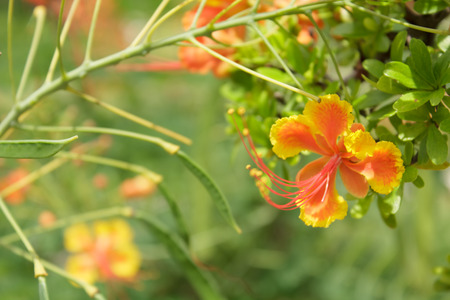 Royal Poincianaの写真素材