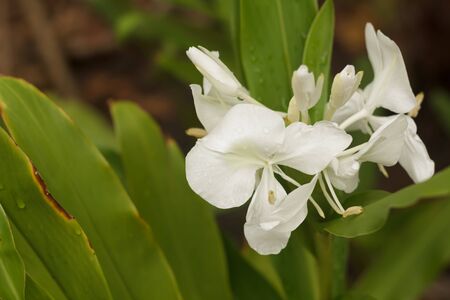 White flowersの写真素材