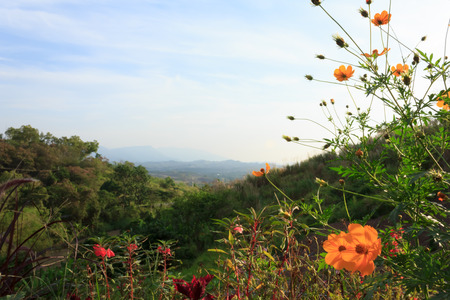 Flowers on the mountain with blue skyの写真素材