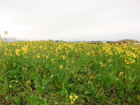 Yellow flowers