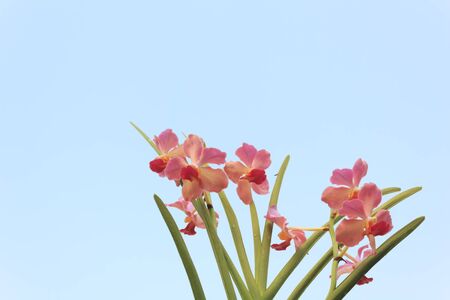 Orchid flowers with blue skyの写真素材