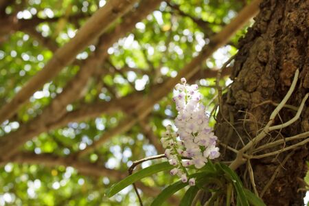 Orchids on treesの写真素材