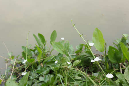 White flowersの写真素材