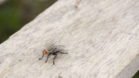 Flies on a wooden floor