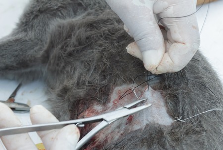 Veterinarians are neutering cats