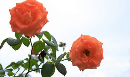 Red rose with blue skyの写真素材