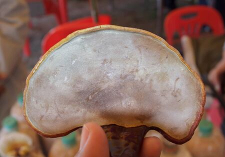 Ganoderma lucidum