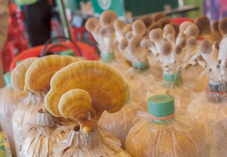 Ganoderma lucidumの写真素材