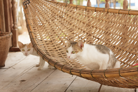 Cat on a Cradleの写真素材