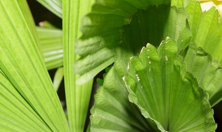 pattern on the palm leaves