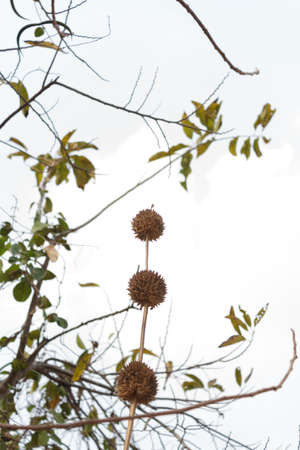 Flowers have thornsの写真素材