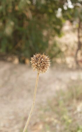 Flowers have thornsの写真素材