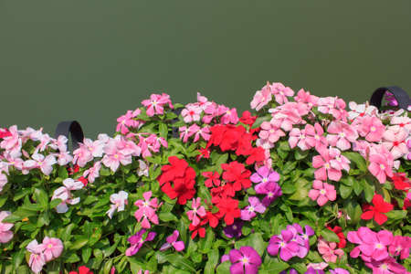 Petunia flowerの写真素材