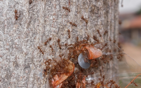 Ant to taken shrimp shell as foodの写真素材