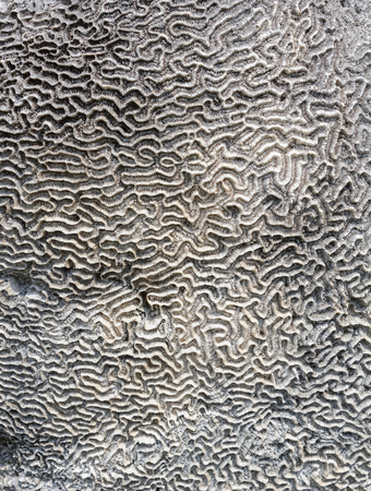 Coral on stoneの写真素材