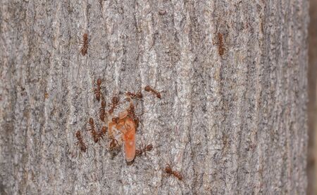 Ant to taken shrimp shell as foodの写真素材