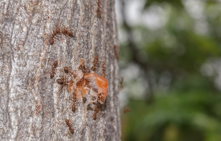 Ant to taken shrimp shell as foodの写真素材