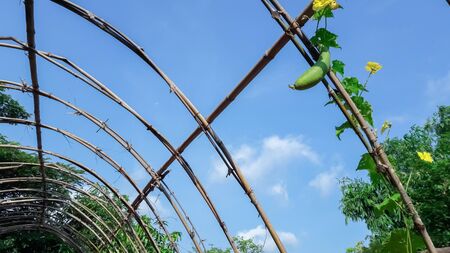 Vegetable marrow in the gardenの写真素材
