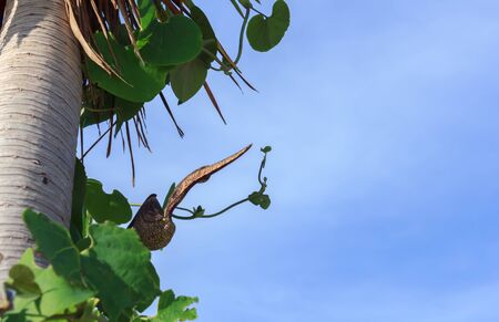 Ivy on a treeの写真素材