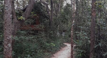 Road in the forest