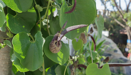 Ivy on a treeの写真素材