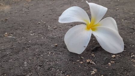 Plumeria on the groundの写真素材