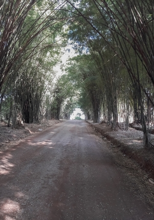 Bamboo Tunnelの写真素材