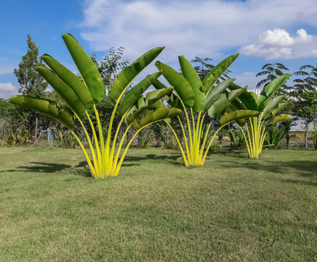 ravenala in the gardenの写真素材