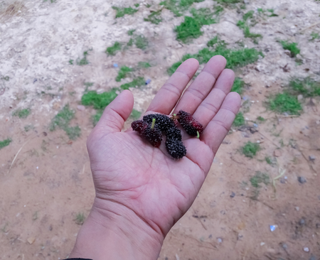 Malberry fruit in handの写真素材
