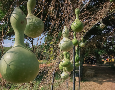 Gourds in the gardenの写真素材