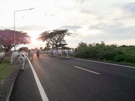 Many cows are walking on the road to return home in the evening.の写真素材
