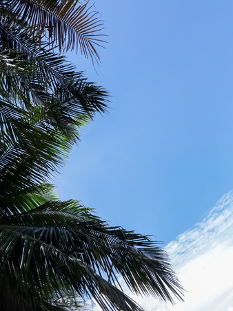 Coconut leaves with blue skyの写真素材