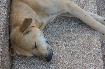 brown dog sleeps on the stairs.の写真素材